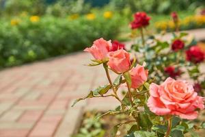 hermosas rosas rosas florecen en el jardín. paisaje del patio trasero del campo. foto