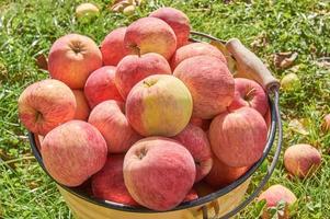 Metal bucket full of ripe delicious apples. Organic healthe food. Eco growing on fruits photo