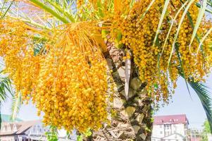 Blooming of Trachycarpus. Yellow flowers on windmill palm tree photo