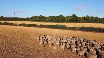 belles fermes d'agneaux et de moutons en angleterre, vue aérienne d'un drone sur beaucoup de moutons video