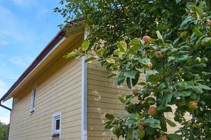 Red delicious apple. Shiny delicious apples hanging from a tree branch in an apple orchard photo