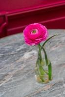 Ranunculus asiaticus o botón de oro persa. flor rosa tierna floreciente en jarrón de vidrio sobre mesa de mármol. foto