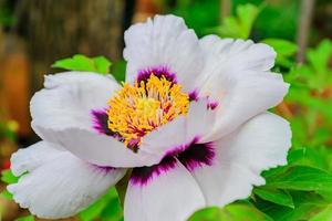 close up of beautiful blooming white tree peony in the garden in a sunny day. photo