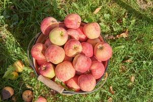 Metal bucket full of ripe delicious apples. Organic healthe food. Eco growing on fruits photo