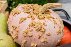 clsoe up of pink pumpkin 'Galeux D'Eysine photo