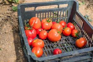 Fresh harvest of organic tomatoes in a box. New crop of tasty vegetables just picked in a plastic container photo