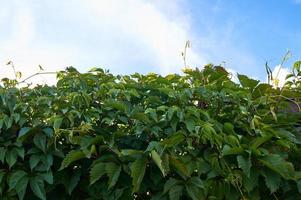 green leaves of wild grapes on a fence. Natural background with copy space photo