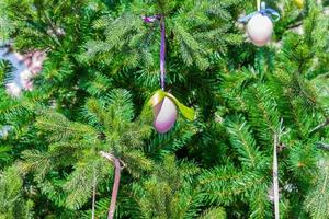 Easter background - colorful ester eggs hanging on fir tree photo