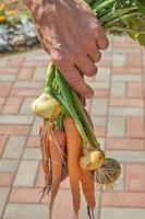 granjero que sostiene remolacha, zanahoria y cebolla orgánicas recién cosechadas en el patio trasero foto