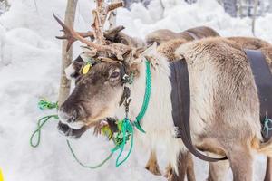 portrait of reindeer sledding in winter forest. photo