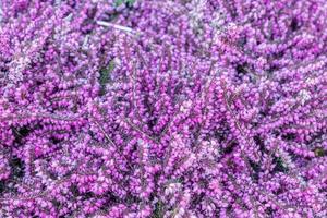 Beautiful blooming purple Erica darleyensis or heather background texture. Natural spring backdrop photo