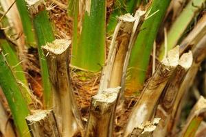 primer plano del tronco de una palmera, fondo texturizado foto