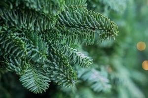 texture background of a furry tree branches for a Christmas card photo