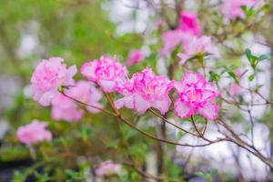 Pink blooming azalea in the garden.  Natural background. photo