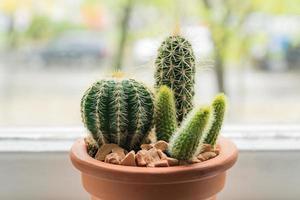 clay pot with cacti on window sill photo