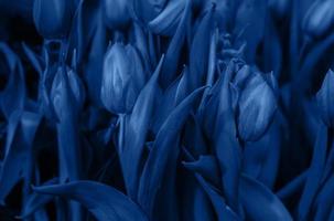 Trend color 2020 classic blue, tulips background for design. photo