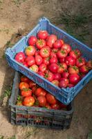 cosecha fresca de tomates orgánicos en una caja. nueva cosecha de sabrosas verduras recién recogidas en un recipiente de plástico foto