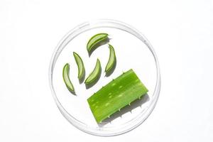 Aloe vera extract research in laboratory with a petri dish on white background for aloe vera research advertising , photography science content , top view of sliced aloe leaves photo