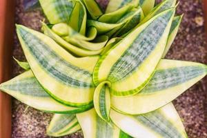 Sansevieria plant in plastic pot, top view. natural background photo