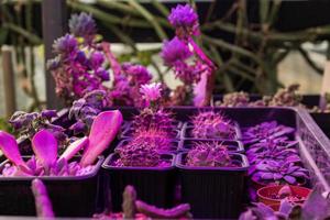 Growing succulents under LED grow light. photo