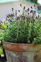 lavanda púrpura floreciente en maceta rústica de arcilla antigua, decoración de jardín foto