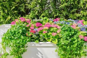 pink and blue blooming hydrangea in a flower bed. Natural floral background with copy space photo