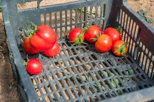 Fresh harvest of organic tomatoes in a box. New crop of tasty vegetables just picked in a plastic container photo