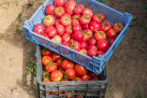 Fresh harvest of organic tomatoes in a box. New crop of tasty vegetables just picked in a plastic container photo