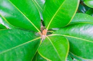 tropical leaves close up. Jungle nature background. photo