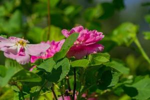 blooming pink dogrose in the garden photo