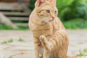 gato callejero de jengibre sentado en la carretera foto