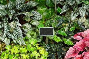 different sorts of begonia flowers with mock up plate. photo