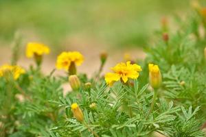 blooming marigold flowers in the garden nature background photo