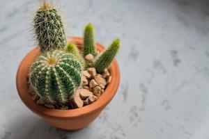 Close up of shaped cactus with long thorns on clay pot on gray background. photo