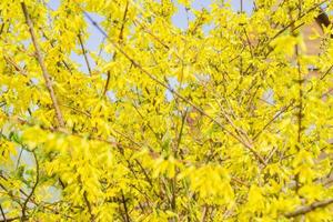 fondo de arbusto de forsythia en flor amarilla, enfoque selectivo foto