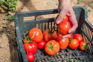 Woman hand harvesting Fresh organic tomatoes in a box. New crop of tasty vegetables just picked in a plastic container photo