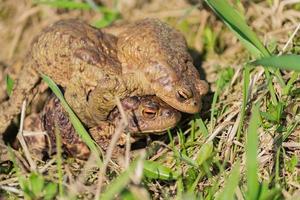 Three European common brown frogs Rana temporaria  mate during mating season. photo