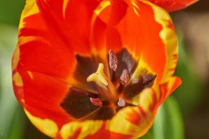 Soft abstract image of beautiful red tulip. Macro with extremely shallow depth of field. photo