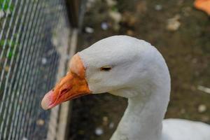 close up of white goose head portrait with orange beak photo