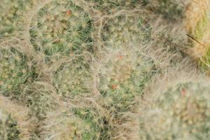 Marnmillaria zeilmanniana, close up of exotic cactus. Natural background photo