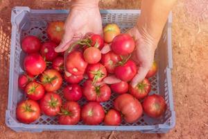 Woman hand harvesting Fresh organic tomatoes in a box. New crop of tasty vegetables just picked in a plastic container photo