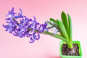 Blue hyacinth flower closed bud on pink background. Copy space. photo