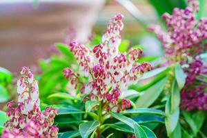 beautiful blooming purple flowers. Floral background photo