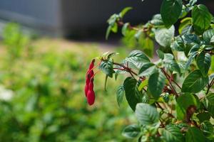 buds of fuchsia flower in the garden, close up photo