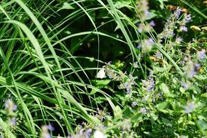 white butterfly sitting on purple meadow flower photo