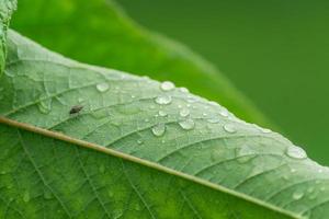 parte trasera de la hoja de cerezo verde con gotas de agua. fondo de follaje foto