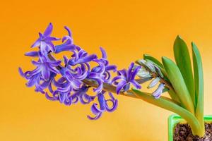 Blooming Blue hyacinth flower in green plastic pot  on orange background. Copy space. photo