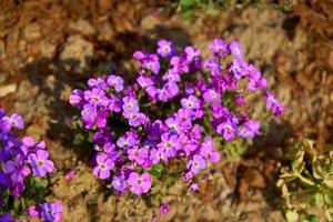 Top view of small violet blooming flowers. Summer field in blossom photo