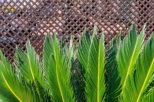 Palm trees against wooden grid, Palm trees at tropical coast, vacation and resort concept photo