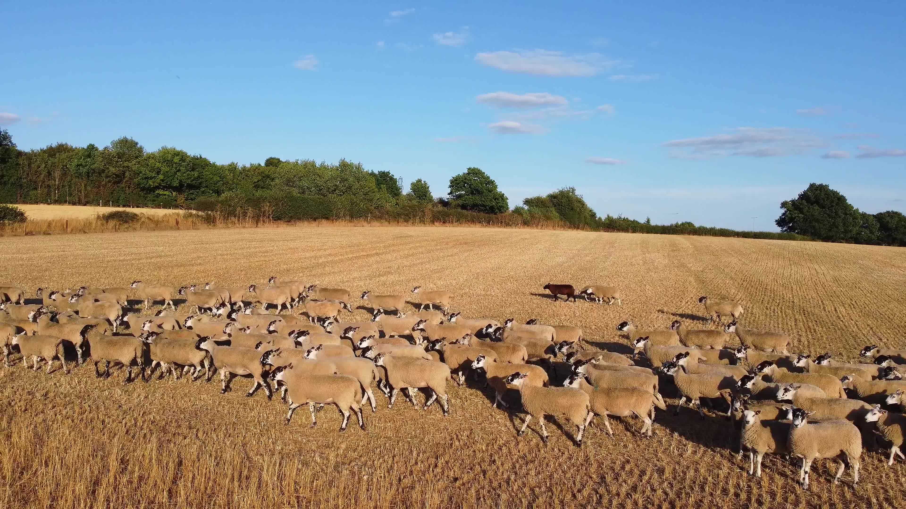 Beautiful Lamb and Sheep Farms at England, Drone's aerial view over